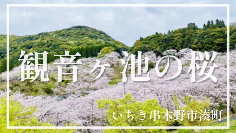 【観音ヶ池公園】展望台から桜の絨毯を一望できる！鹿児島で最高の絶景花見スポット【いちき串木野市】